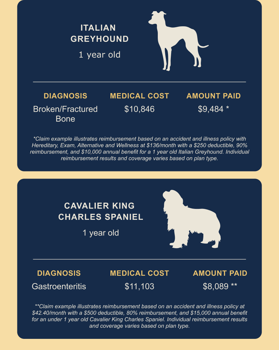 Image of dalmation puppy