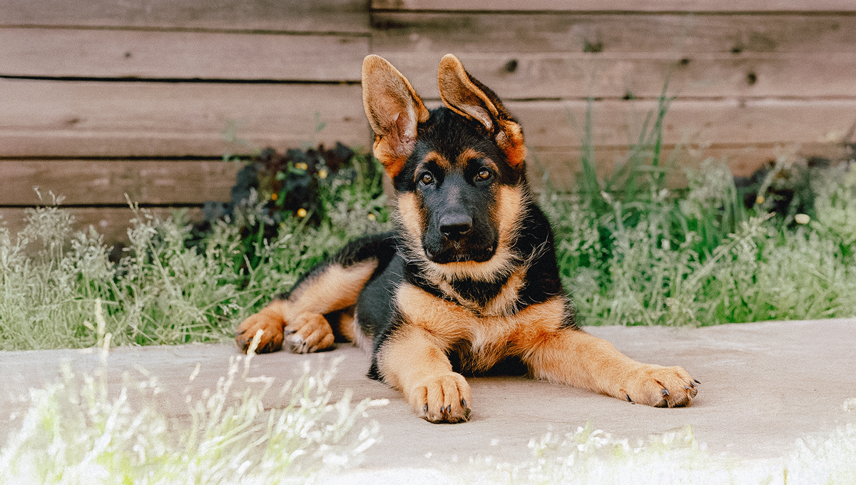 German Shephered Puppy
